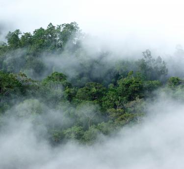 Clouds above rainforest